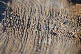 Tree Rings Stump Wood Grain