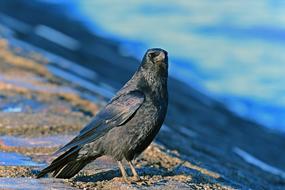 Carrion Crow Birds