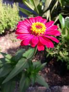 Zinnia Flowers