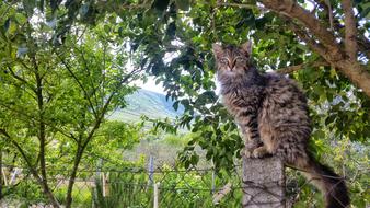 Cat Cats Italy