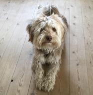 portrait of cute fluffy dog lies on a laminate