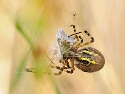Spider Canvas Prey insect