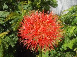 Red Desert Flower Plant