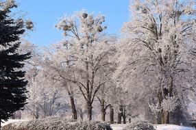 Trees Winter Mood