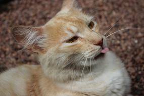 Cat Feline sad face