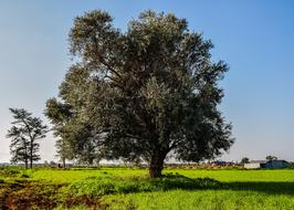 Tree Meadow Landscape