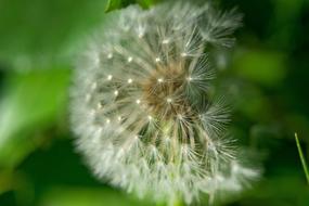 Dandelion Natural Flower macro view