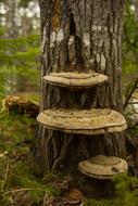 Mushroom at Wilderness Forest