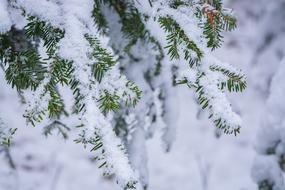 pine tree at Wintertime