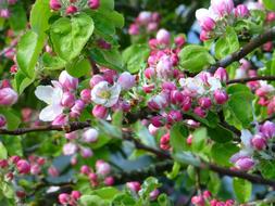 pink Apple Blossoms in Spring