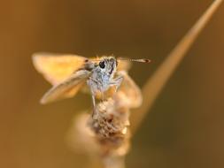 blurry macro photo of a moth