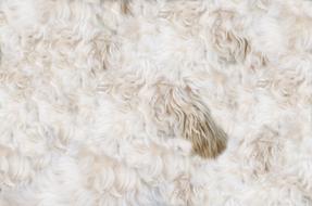 Animal Dog Fur