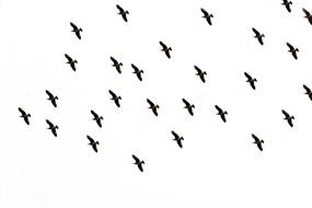 Bird Sky Flight drawing