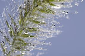 Blade Of Grass Water Underwater