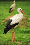 two black and white storks stand on a green lawn