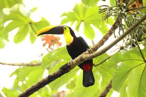 beautiful toucan with a yellow-black beak on Costa Rica