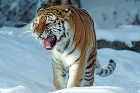 wild tiger in the snow