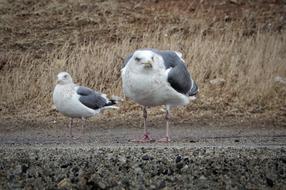 two seagulls stand on path