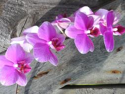 Orchids Orchid Flower