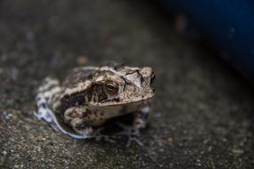 fabulous Toad Amphibian Water