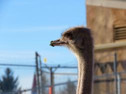 photo of the fluffy head of a young ostrich