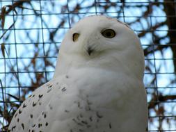 goodly Snowy Owl white Bird