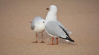 pair of seagulls on the sand close up