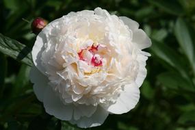 White Plant Flowering