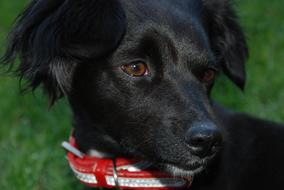 young black dog, sweet pet