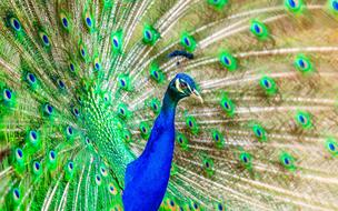 peacock with an open beautiful tail