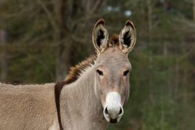 cute Donkey on Farm