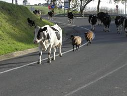 Road Cattle Cows