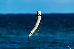 wooden horn with sea