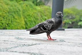 black street pigeon