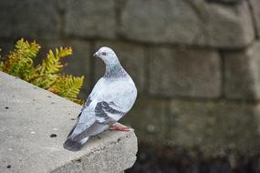 amazing Pigeon City Bird