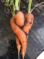 love carrots farm