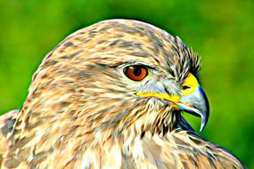 digital photo of a hawk head