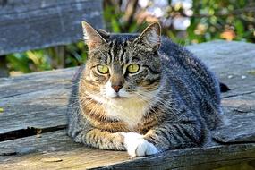 fabulous Mackerel Cat on wood