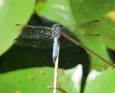 perfect Dragonfly Blue-Eyed