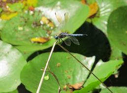 closeup view of Dragonfly Blue-Eyed Insect