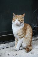 Street Cat Weariness