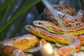 pair of orange snakes in nature