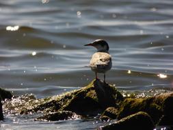 Sea Seagull
