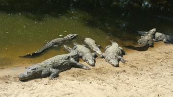 stunningly beautiful Alligator Reptile