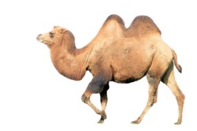 camel mammal animal drawing