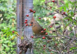 Cardinal Northern bird