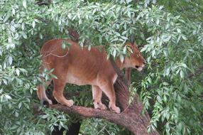 Lioness Tree