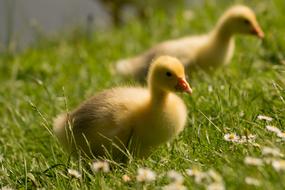 two fluffy chicks on a green meadow