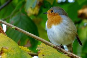 portrait of goodly Robin Bird Plumage