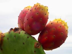 colored cactus in the garden